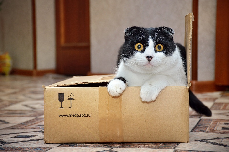 Amazon Delivery Cat
