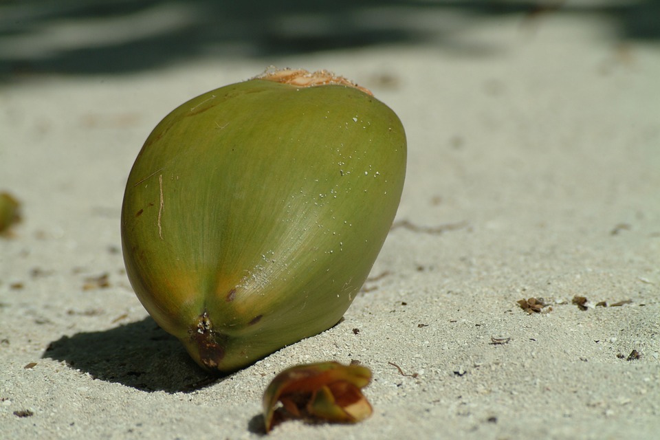 Coconut Insurance