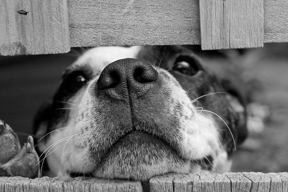 Dog Fence