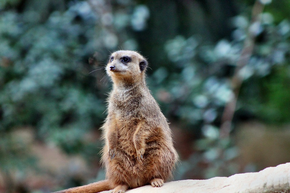 Meerkat Zoo Sponsorship