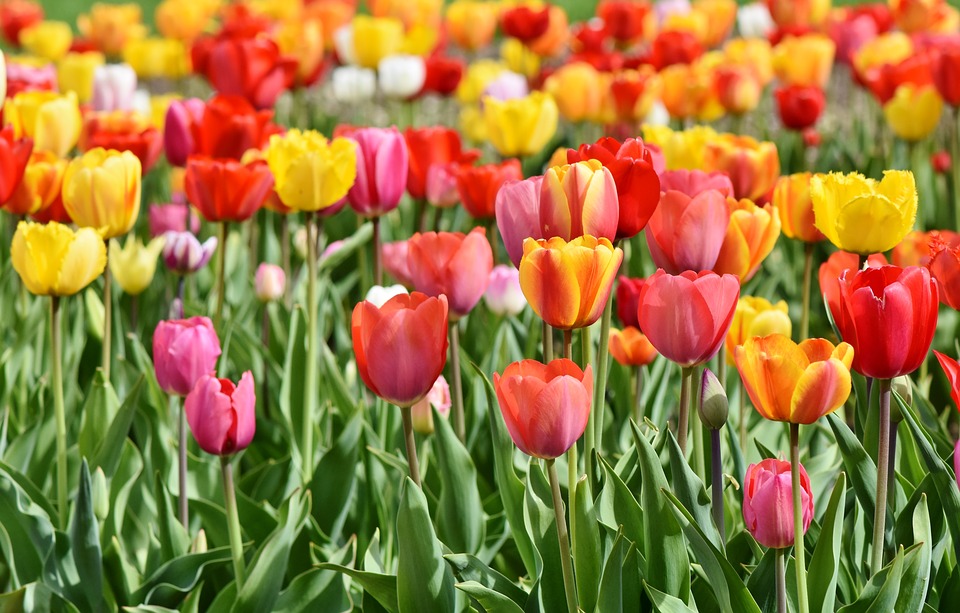 Tulips